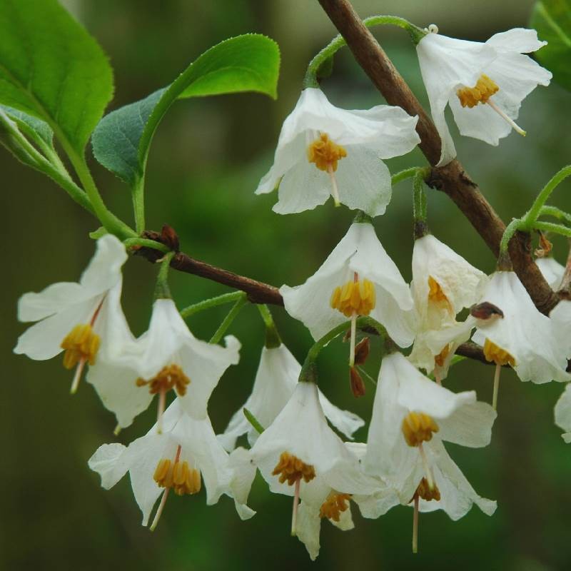 Halesia carolina