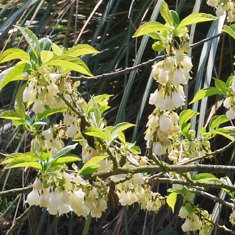 Halesia diptera Halesia diptera