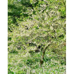 Halesia monticola var vestita