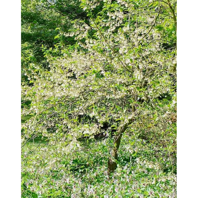 Halesia monticola var vestita Halesia monticola var vestita