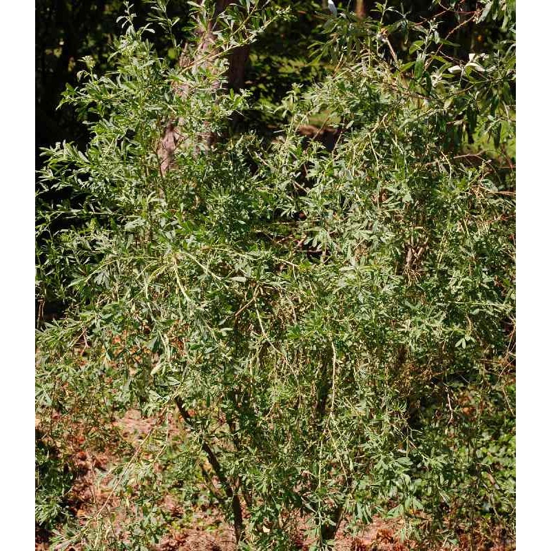 Halimodendron halodendron