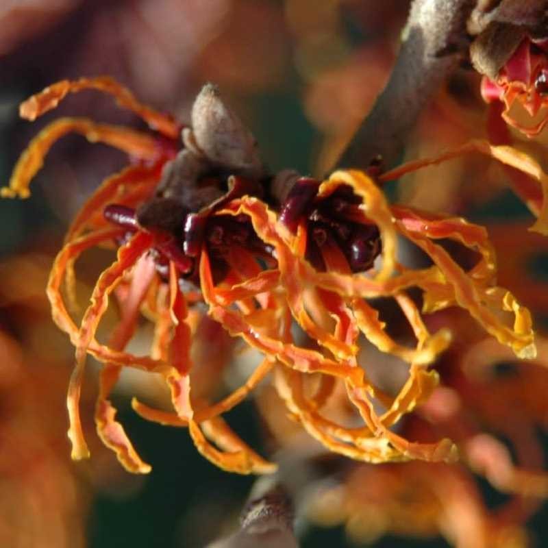 Hamamelis x intermedia 'Spanish Spider' Hamamelis x intermedia 'Spanish Spider'