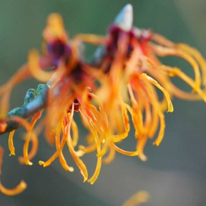 Hamamelis x intermedia 'Aphrodite'