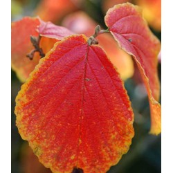 Hamamelis x intermedia 'Aphrodite'