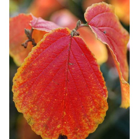 Hamamelis x intermedia 'Aphrodite' Hamamelis x intermedia 'Aphrodite'