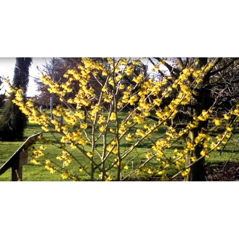 Hamamelis x intermedia 'Arnold Promise'