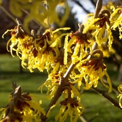 Hamamelis x intermedia 'Arnold Promise'