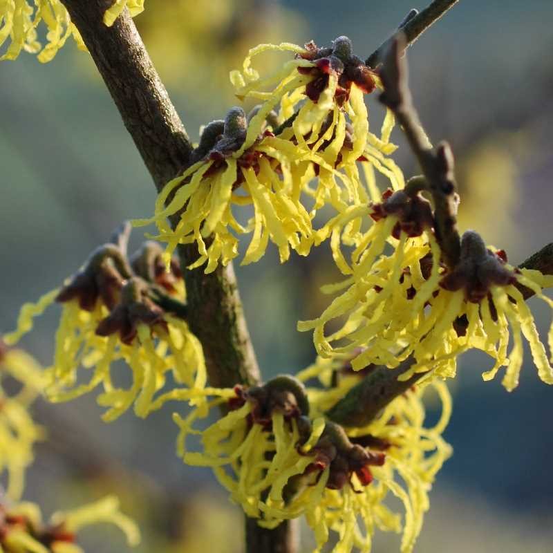 Hamamelis x intermedia 'Arnold Promise' Hamamelis x intermedia 'Arnold Promise'