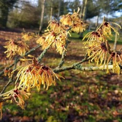 Hamamelis x intermedia 'Aurora'