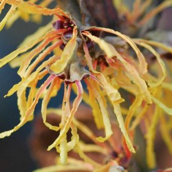 Hamamelis x intermedia 'Aurora'