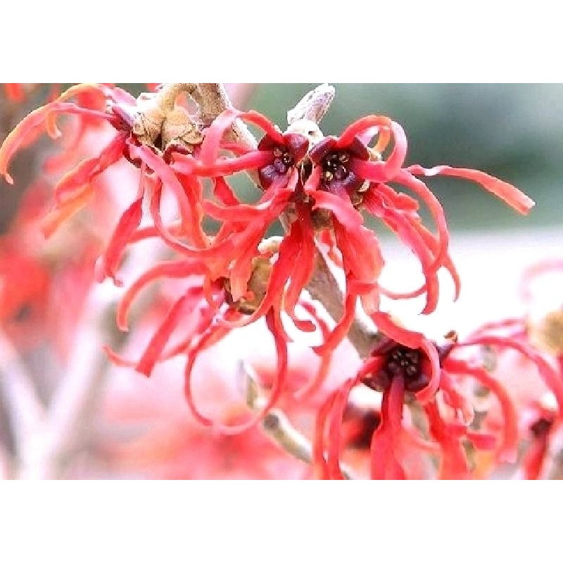 Hamamelis x intermedia 'Diane' Hamamelis x intermedia 'Diane'