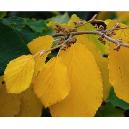 Hamamelis x intermedia 'Pallida' Hamamelis x intermedia 'Pallida'