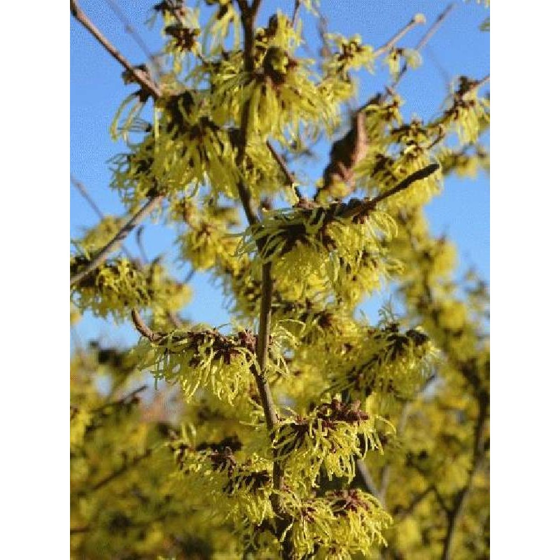 Hamamelis x intermedia 'Pallida'