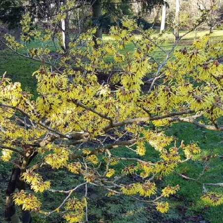 Hamamelis x intermedia 'Pallida' Hamamelis x intermedia 'Pallida'