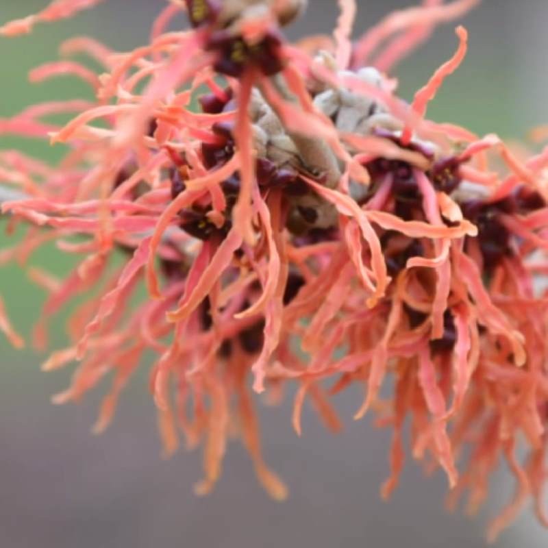 Hamamelis x intermedia 'Jelena' - winter flowrs