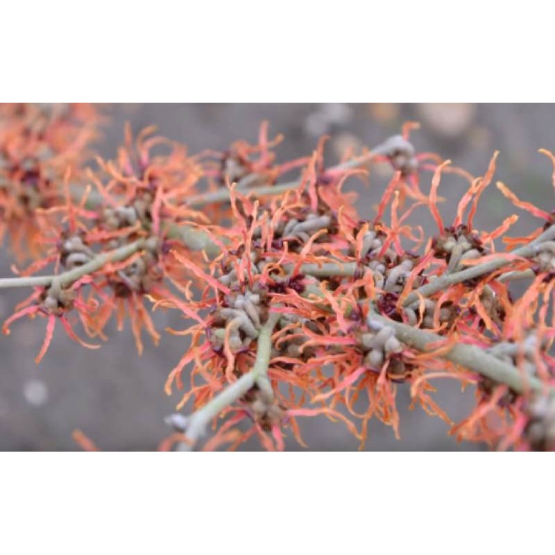 Hamamelis x intermedia 'Jelena'