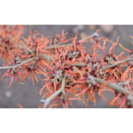 Hamamelis x intermedia 'Jelena' Hamamelis x intermedia 'Jelena'