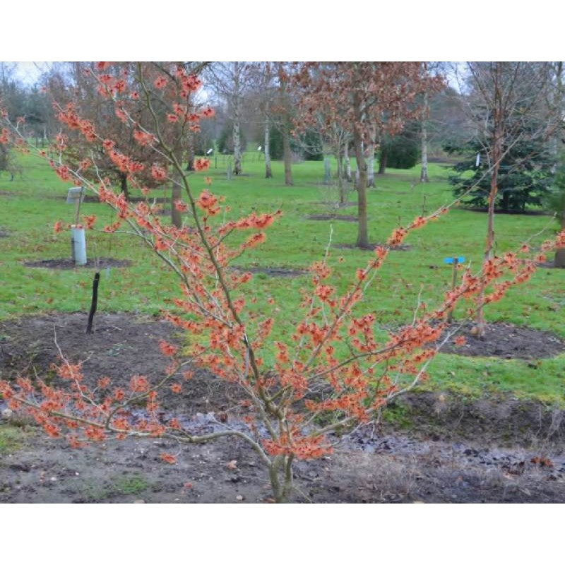 Hamamelis x intermedia 'Jelena'