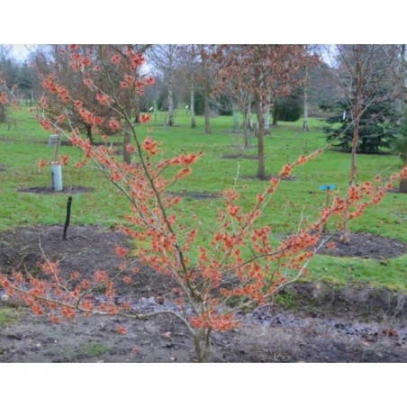 Hamamelis x intermedia 'Jelena' Hamamelis x intermedia 'Jelena'