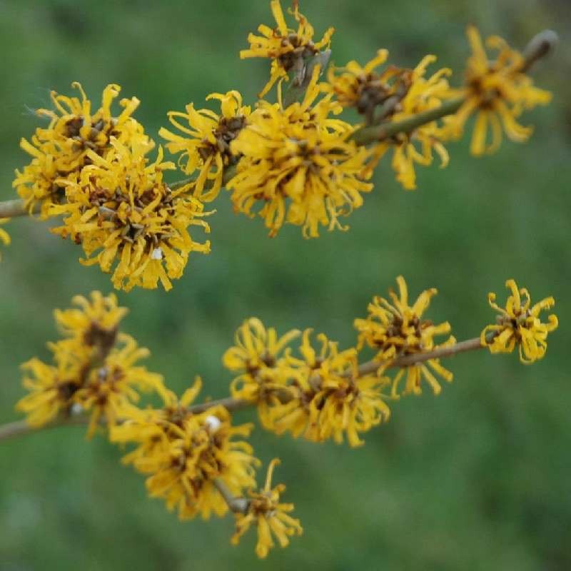Hamamelis x intermedia 'Doerak' Hamamelis x intermedia 'Doerak'