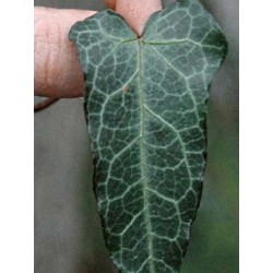 Hedera pastuchovii 'Ann Ala' - leaf close up