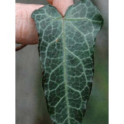 Hedera pastuchovii 'Ann Ala' - leaf close up
