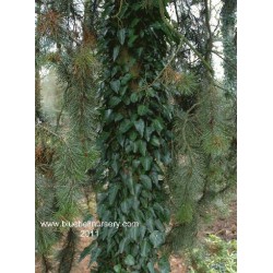 Hedera pastuchovii 'Ann Ala'