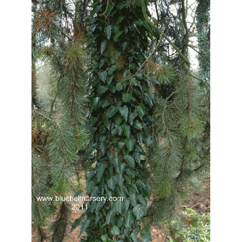 Hedera pastuchovii 'Ann Ala'