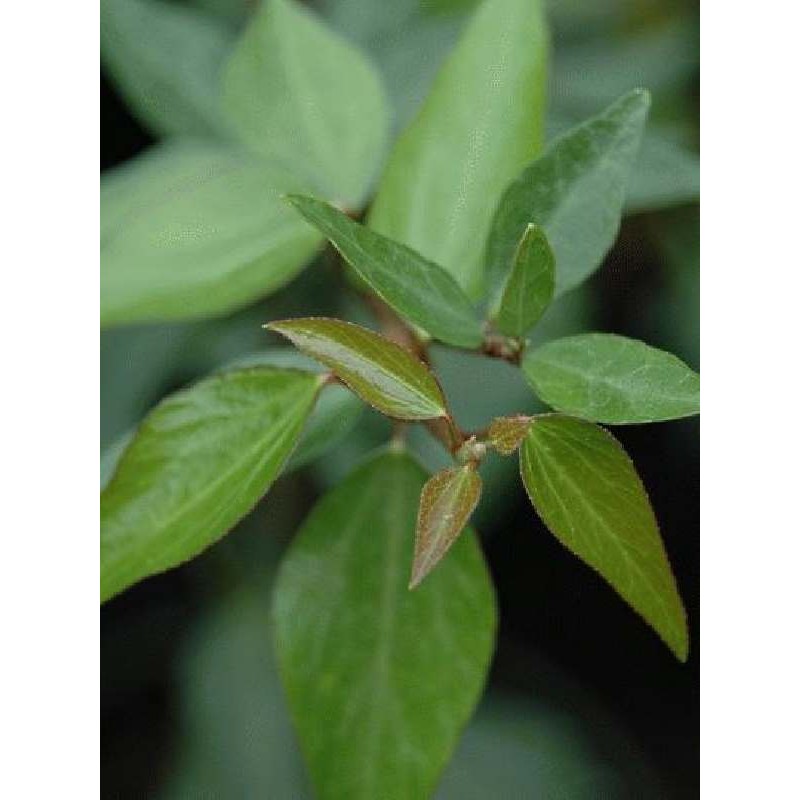 Hedera nepalensis