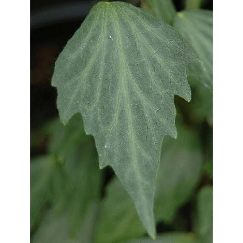 Hedera nepalensis