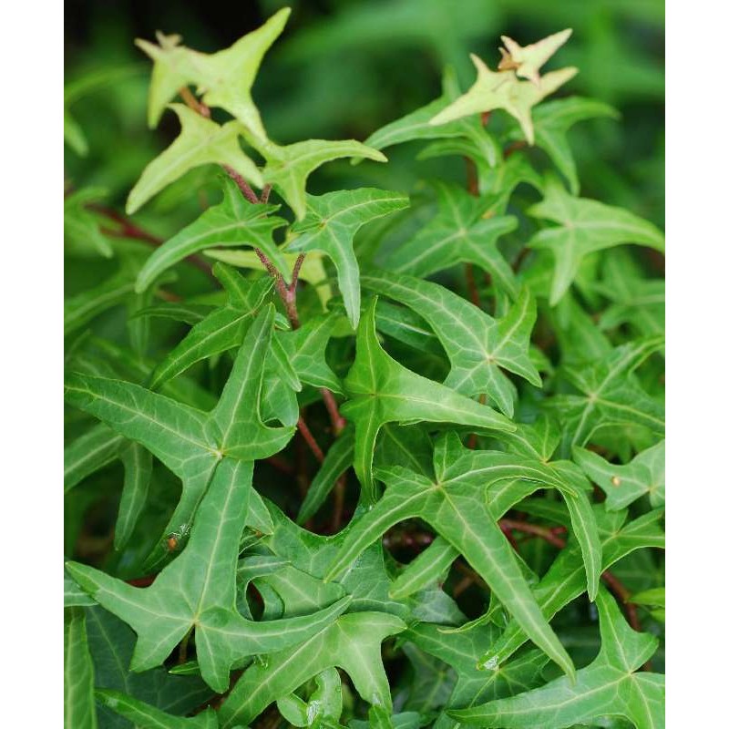 Hedera helix 'Sagittifolia'