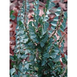 Hedera helix 'Erecta'