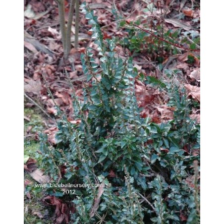 Hedera helix 'Erecta' Hedera helix 'Erecta'