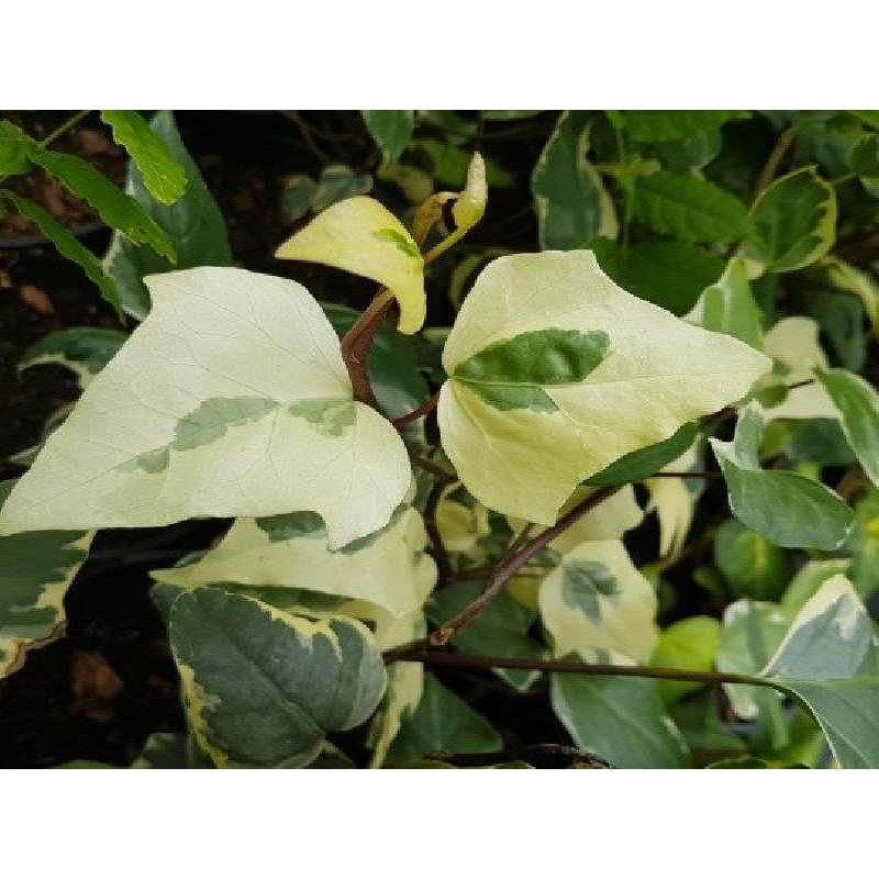 Hedera algeriensis 'Gloire de Marengo' Hedera algeriensis 'Gloire de Marengo'