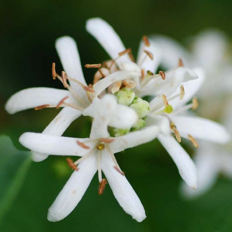 Heptacodium miconioides