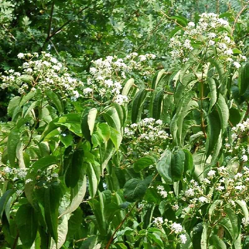 Heptacodium miconioides