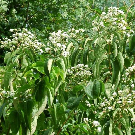 Heptacodium miconioides Heptacodium miconioides