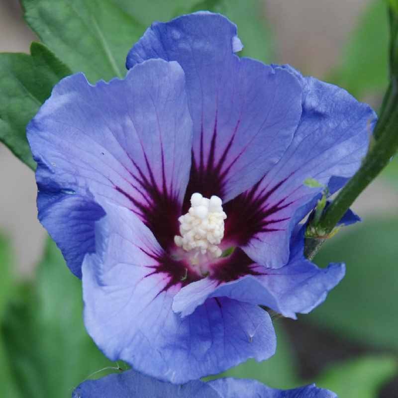 Hibiscus syriacus 'Marina'