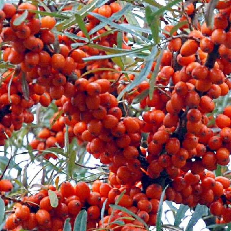 Hippophae rhamnoides Hippophae rhamnoides
