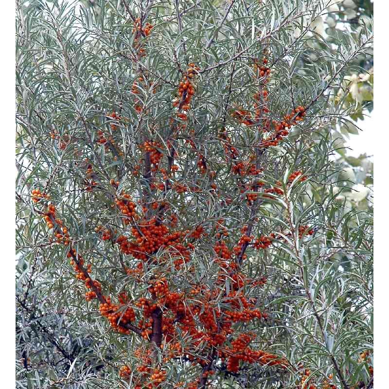 Hippophae rhamnoides Hippophae rhamnoides