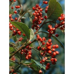 Cotoneaster glaucophyllus var meiophyllus