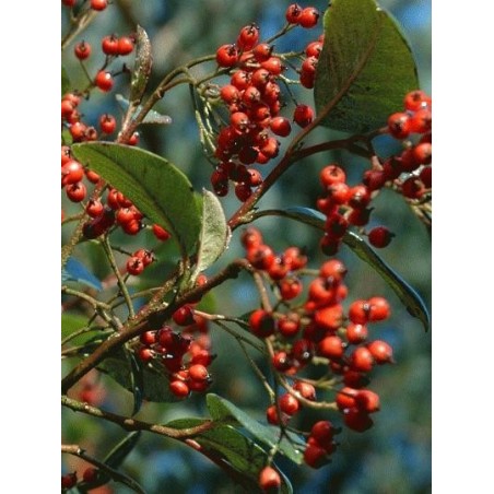 Cotoneaster glaucophyllus var meiophyllus Cotoneaster glaucophyllus var meiophyllus