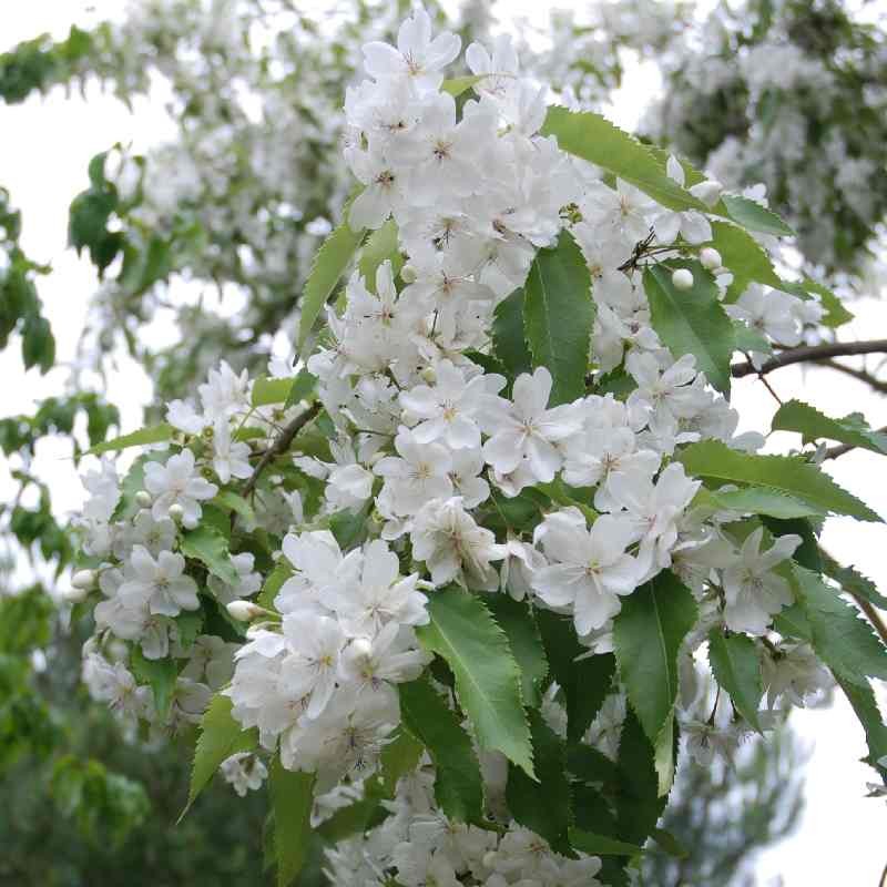 Hoheria sexstylosa 'Stardust'