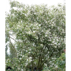 Hoheria sexstylosa 'Stardust'