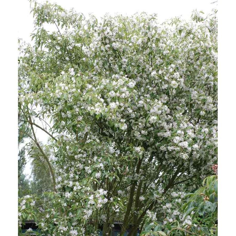 Hoheria sexstylosa 'Stardust'