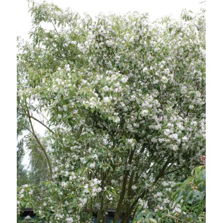 Hoheria sexstylosa 'Stardust' Hoheria sexstylosa 'Stardust'