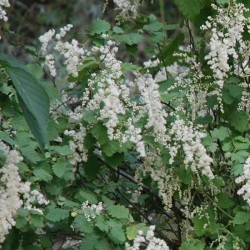 Holodiscus discolor