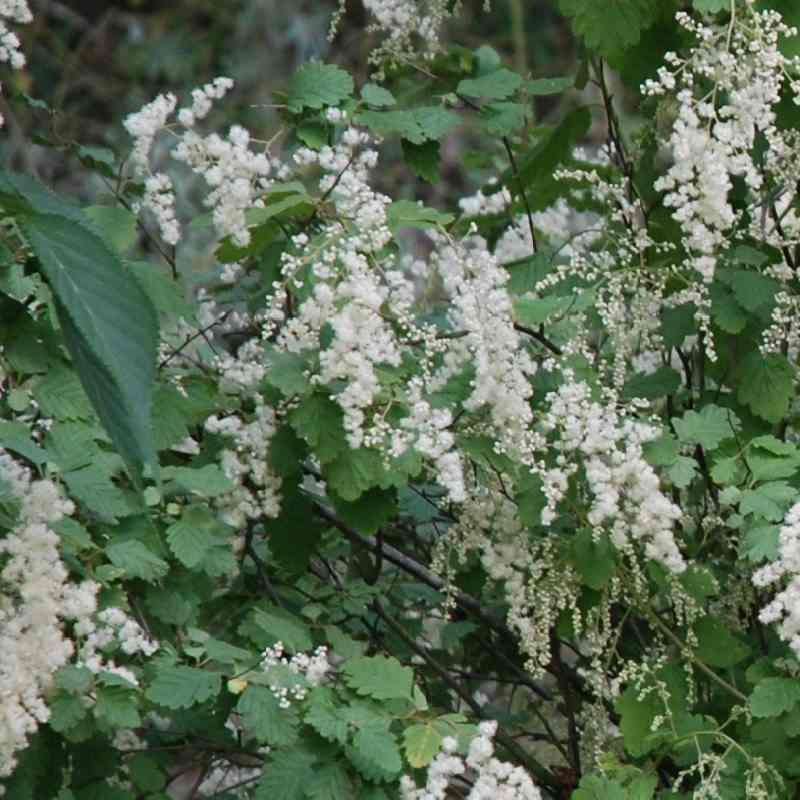 Holodiscus discolor