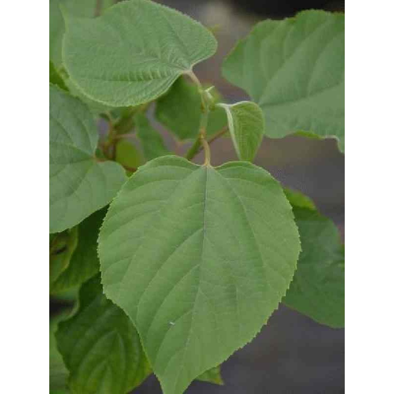 Hovenia dulcis Hovenia dulcis