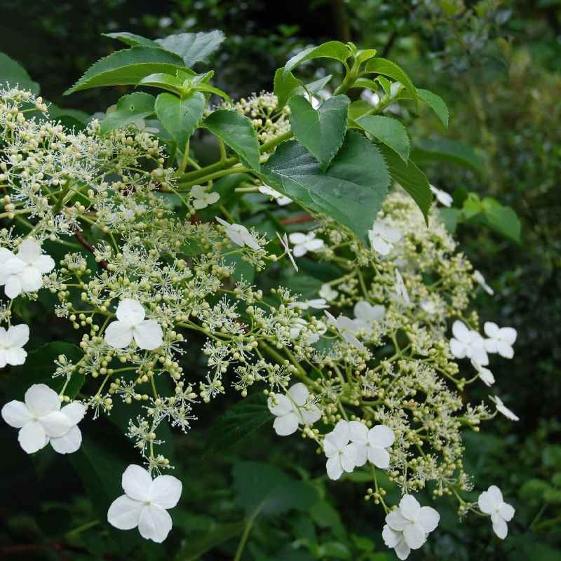 Hydrangea anomala subsp petiolaris